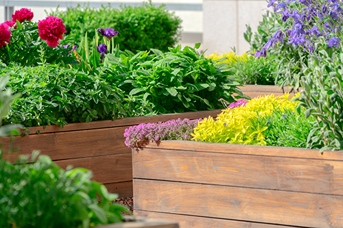 Raised beds in an urban garden growing plants herbs spices and vegetables.